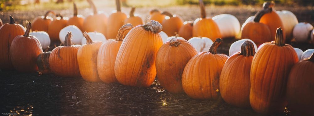 How to Send a Halloween Email Campaign to Your Clients in 5 Minutes